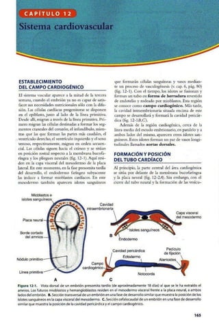 Embriologia Lagman 11 Edicion