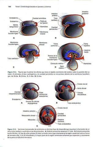 Embriologia Lagman 11 Edicion