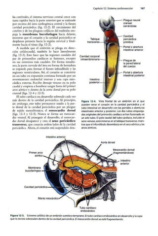 Embriologia Lagman 11 Edicion