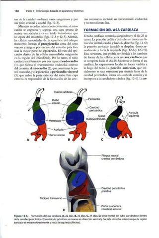 Embriologia Lagman 11 Edicion