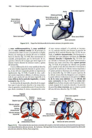 Embriologia Lagman 11 Edicion