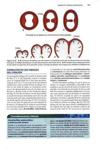 Embriologia Lagman 11 Edicion