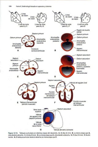 Embriologia Lagman 11 Edicion