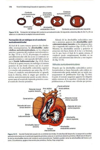 Embriologia Lagman 11 Edicion