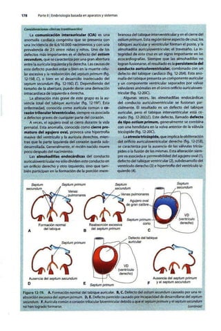 Embriologia Lagman 11 Edicion