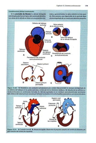 Embriologia Lagman 11 Edicion