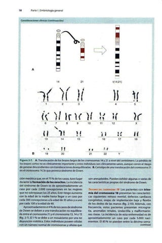 Embriologia Lagman 11 Edicion