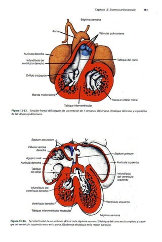 Embriologia Lagman 11 Edicion