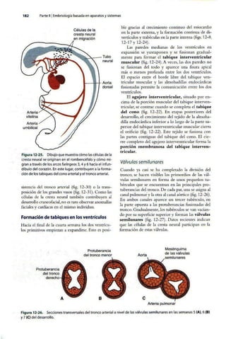 Embriologia Lagman 11 Edicion