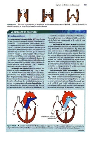 Embriologia Lagman 11 Edicion
