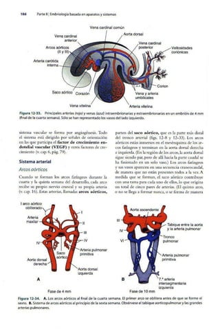 Embriologia Lagman 11 Edicion