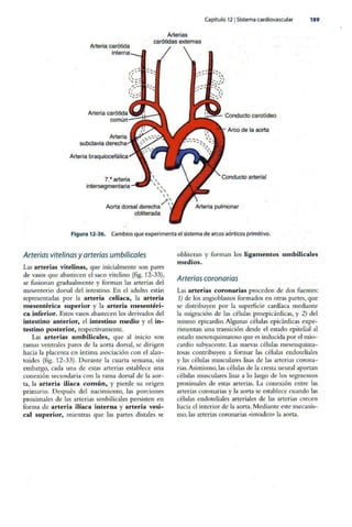 Embriologia Lagman 11 Edicion