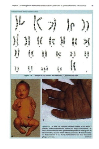 Embriologia Lagman 11 Edicion