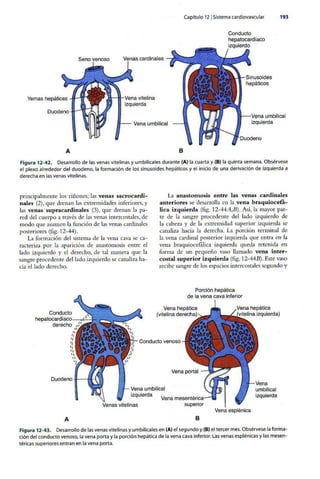 Embriologia Lagman 11 Edicion