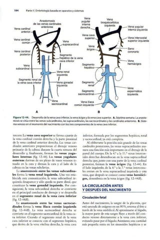 Embriologia Lagman 11 Edicion