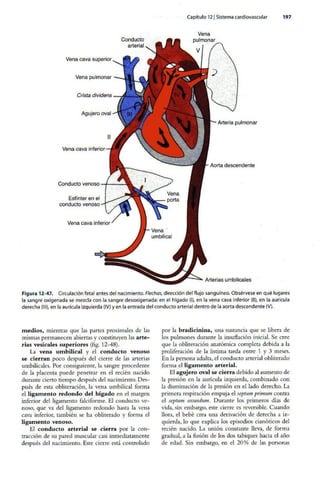 Embriologia Lagman 11 Edicion
