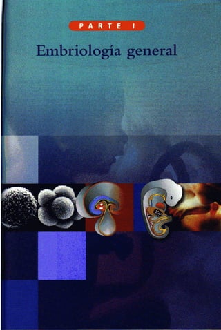 Embriologia Lagman 11 Edicion