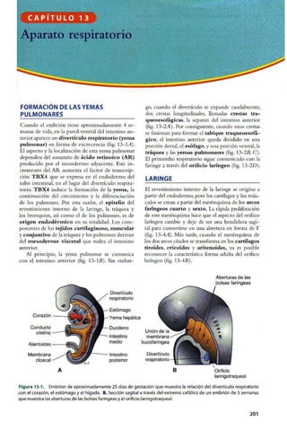 Embriologia Lagman 11 Edicion