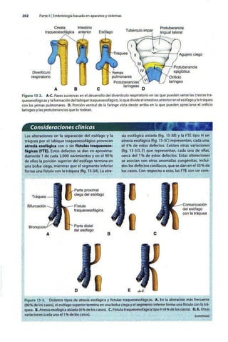 Embriologia Lagman 11 Edicion