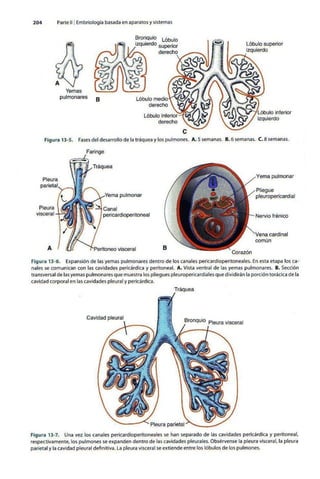 Embriologia Lagman 11 Edicion