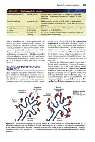 Embriologia Lagman 11 Edicion