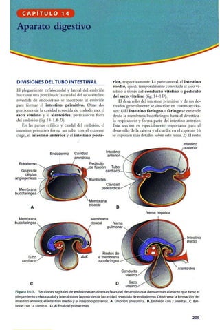 Embriologia Lagman 11 Edicion