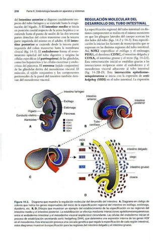 Embriologia Lagman 11 Edicion