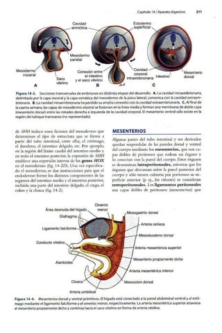 Embriologia Lagman 11 Edicion