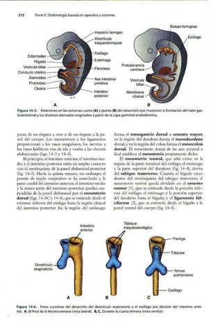 Embriologia Lagman 11 Edicion