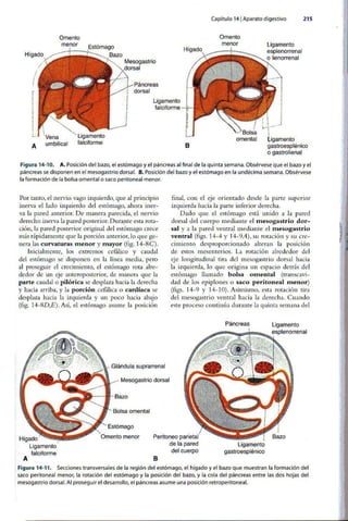 Embriologia Lagman 11 Edicion