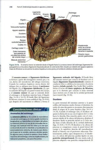 Embriologia Lagman 11 Edicion