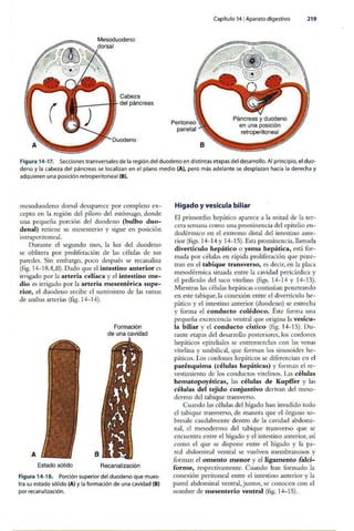 Embriologia Lagman 11 Edicion