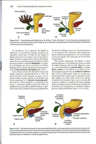 Embriologia Lagman 11 Edicion