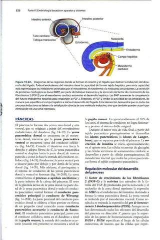 Embriologia Lagman 11 Edicion