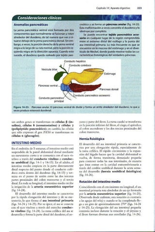 Embriologia Lagman 11 Edicion