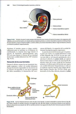 Embriologia Lagman 11 Edicion