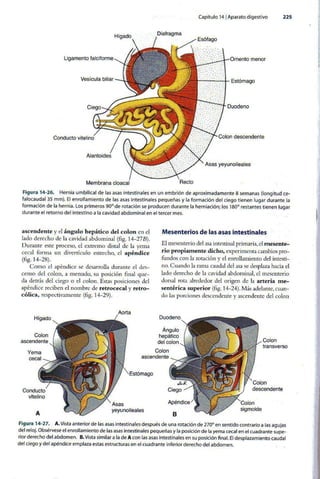 Embriologia Lagman 11 Edicion