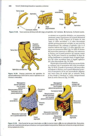 Embriologia Lagman 11 Edicion