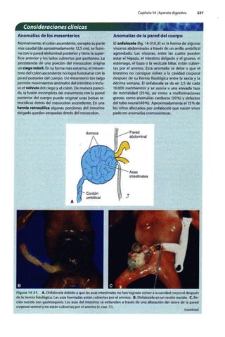 Embriologia Lagman 11 Edicion