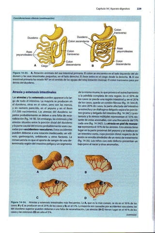 Embriologia Lagman 11 Edicion