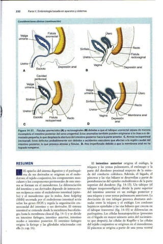 Embriologia Lagman 11 Edicion