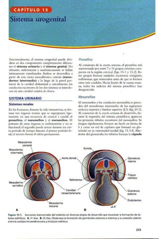 Embriologia Lagman 11 Edicion