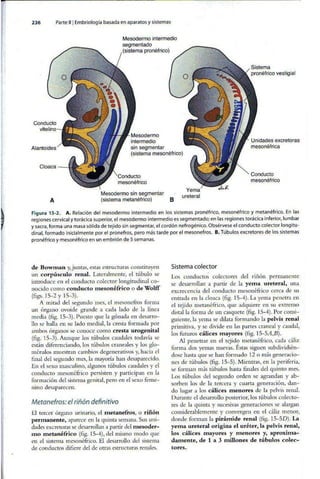 Embriologia Lagman 11 Edicion