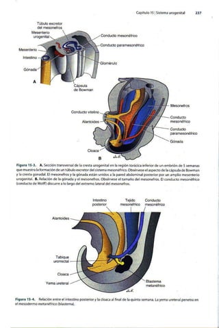 Embriologia Lagman 11 Edicion