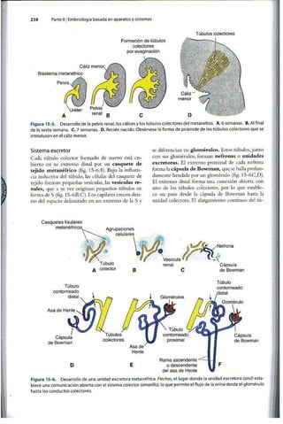 Embriologia Lagman 11 Edicion
