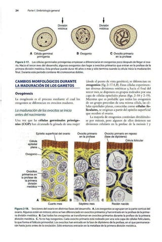 Embriologia Lagman 11 Edicion