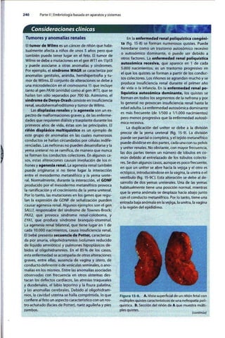 Embriologia Lagman 11 Edicion