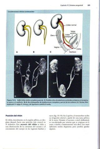 Embriologia Lagman 11 Edicion