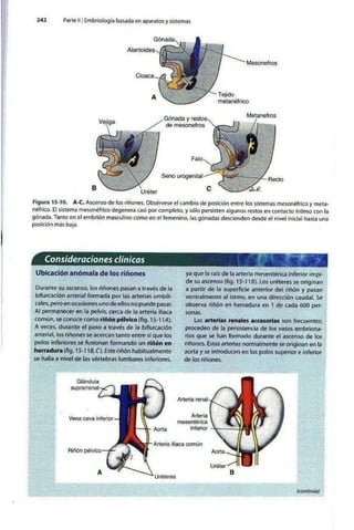 Embriologia Lagman 11 Edicion