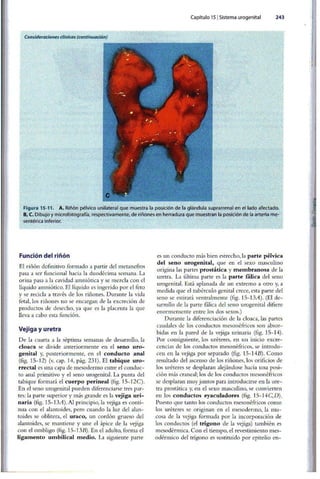 Embriologia Lagman 11 Edicion